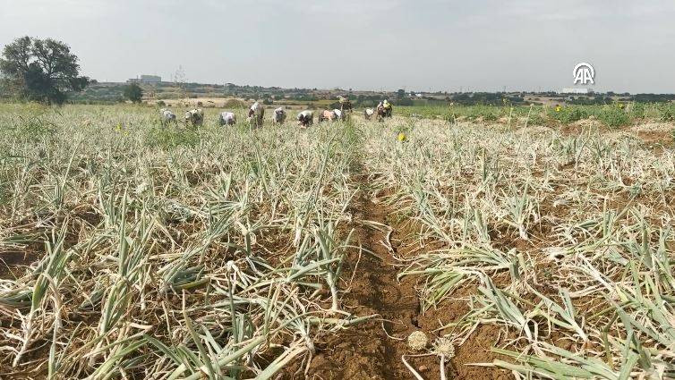 Hasadı başladı kilosu 30 TL. Şafak vakti toplanıyor Kansere kalkan oluyor - Resim: 16